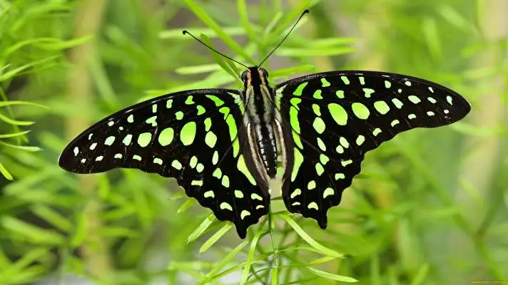 Butterfly theme for Windows 11 Slideshow image 1