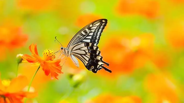 Butterfly theme for Windows 11 Slideshow image 2