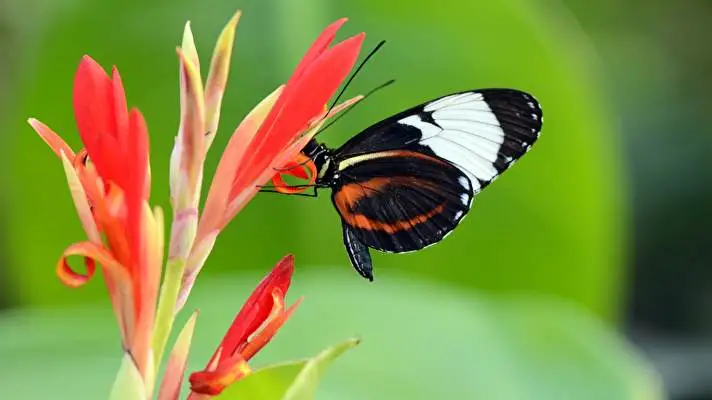 Butterfly theme for Windows 11 Slideshow image 3