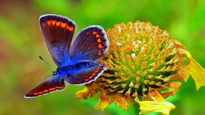 Butterfly theme for Windows 11 Slideshow image 4