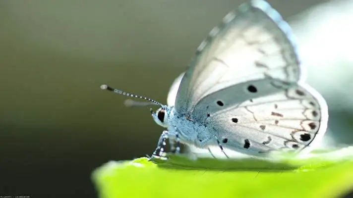 Butterfly theme for Windows 11 Slideshow image 5