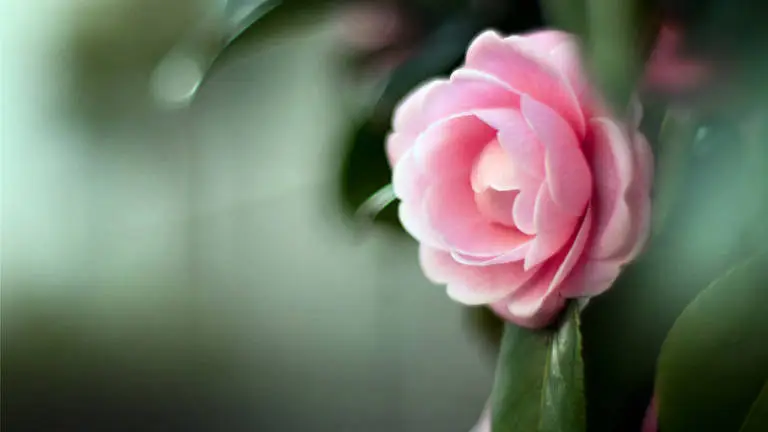 Camellia theme for Windows 11 Slideshow image 1