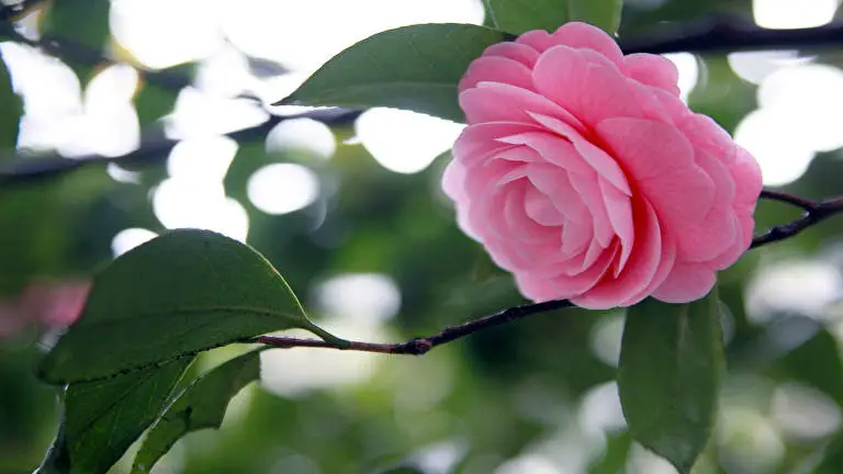 Camellia theme for Windows 11 Slideshow image 2