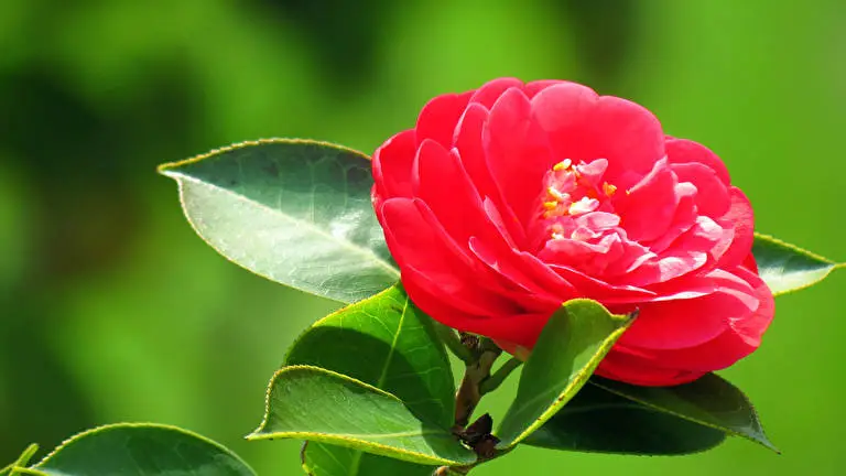 Camellia theme for Windows 11 Slideshow image 4