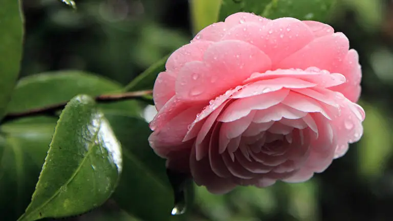 Camellia Dark theme for Windows 11 Slideshow image 3