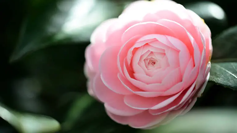 Camellia Dark theme for Windows 11 Slideshow image 5