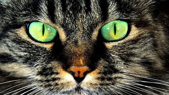 Cat theme for Windows 11 Slideshow image 3