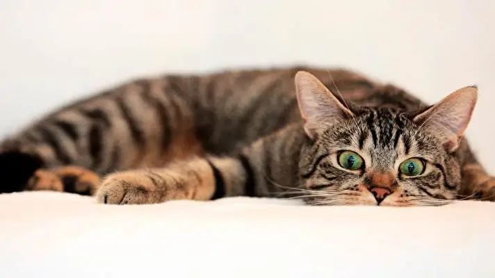 Cats theme for Windows 11 Slideshow image 3