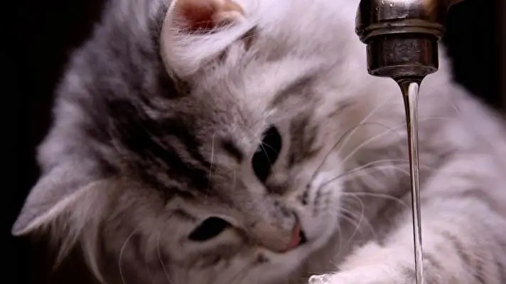 Cats theme for Windows 11 Slideshow image 4