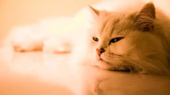 Cats theme for Windows 11 Slideshow image 5