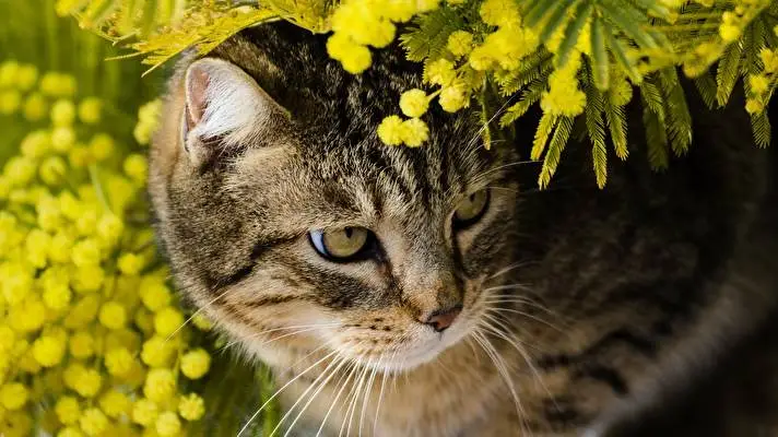 Cats Dark theme for Windows 11 Slideshow image 5