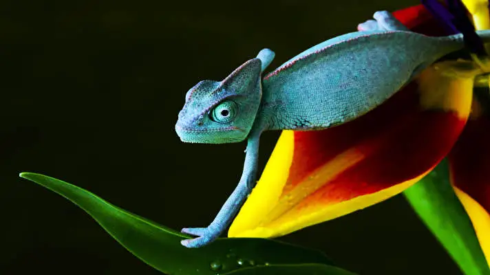 Chameleon theme for Windows 11 Slideshow image 1