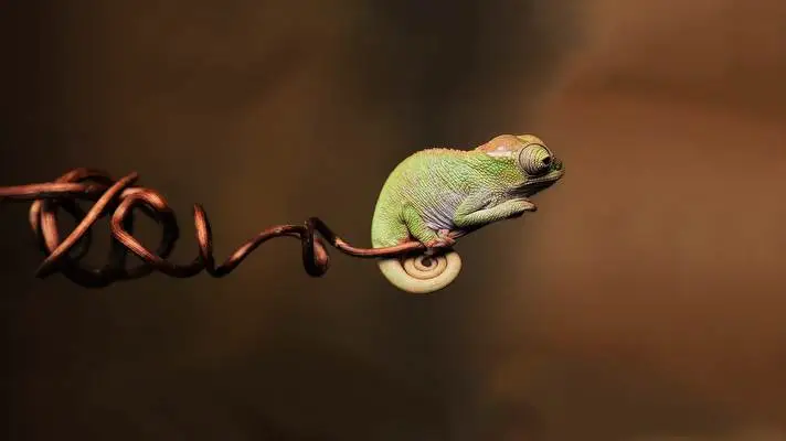 Chameleon theme for Windows 11 Slideshow image 2