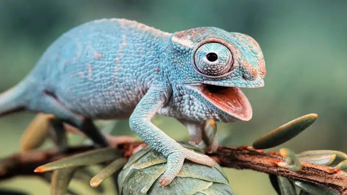 Chameleon theme for Windows 11 Slideshow image 3