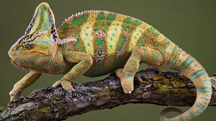 Chameleon theme for Windows 11 Slideshow image 4