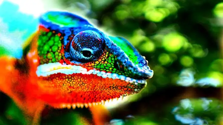 Chameleon theme for Windows 11 Slideshow image 5