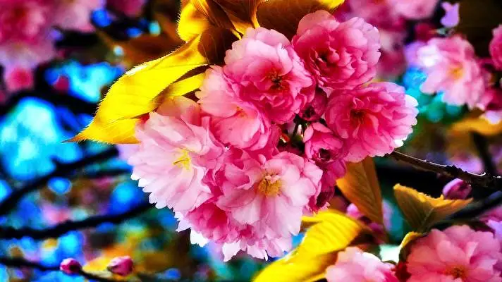 Cherry Blossom theme for Windows 11 Slideshow image 1