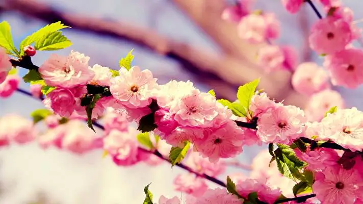 Cherry Blossom theme for Windows 11 Slideshow image 2