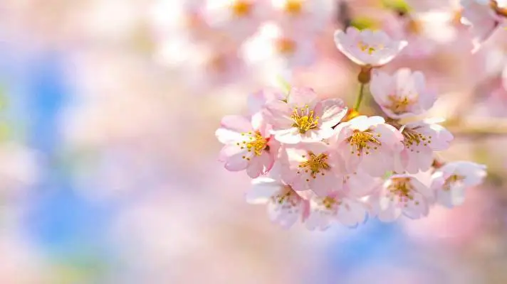Cherry Blossom Dark theme for Windows 11 Slideshow image 3