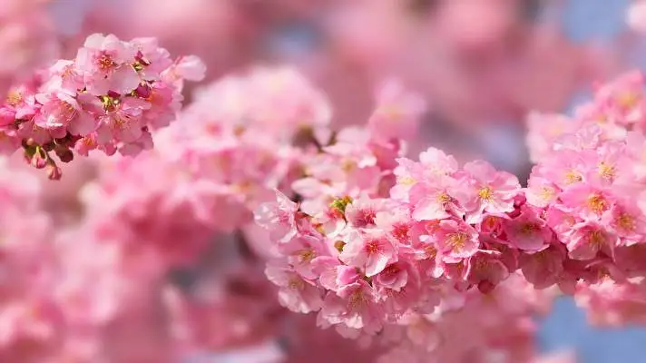 Cherry Blossom Dark theme for Windows 11 Slideshow image 5