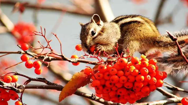 Chipmunk theme for Windows 11 Slideshow image 3