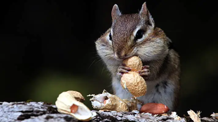 Chipmunk theme for Windows 11 Slideshow image 4