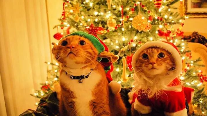 Christmas Cute Animals theme for Windows 11 Slideshow image 1