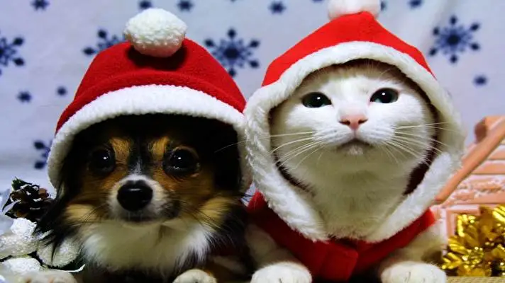 Christmas Cute Animals theme for Windows 11 Slideshow image 2