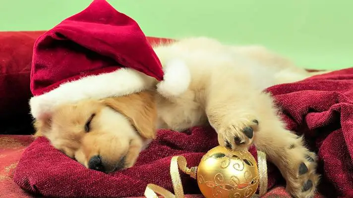 Christmas Cute Animals theme for Windows 11 Slideshow image 3