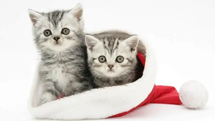 Christmas Cute Animals theme for Windows 11 Slideshow image 4