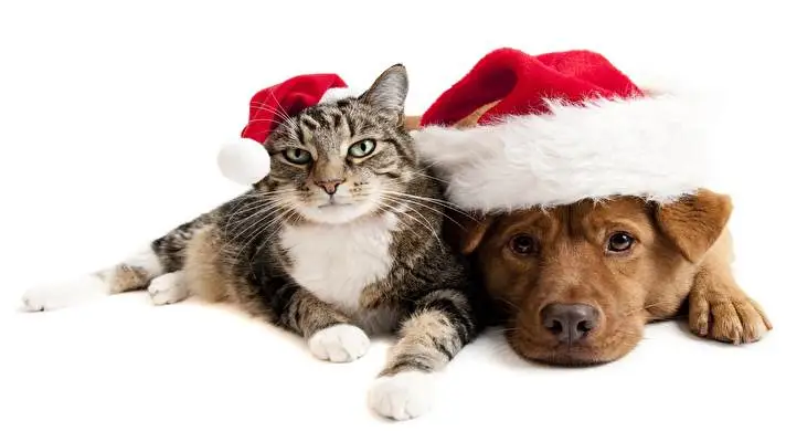 Christmas Cute Animals theme for Windows 11 Slideshow image 5