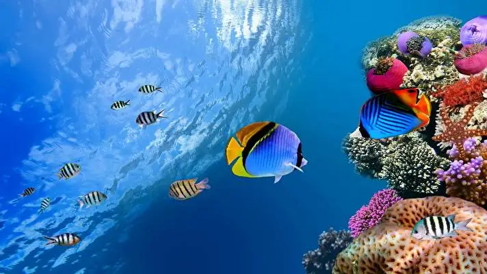 Coral Dark theme for Windows 11 Slideshow image 2