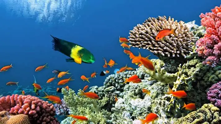 Coral Dark theme for Windows 11 Slideshow image 3