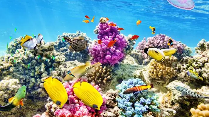 Coral Dark theme for Windows 11 Slideshow image 4