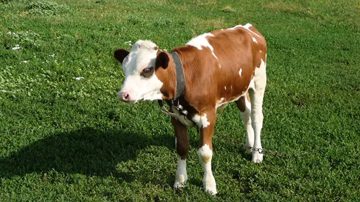 Cow theme for Windows 11 Slideshow image 3