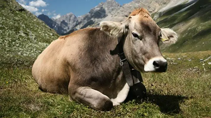 Cow theme for Windows 11 Slideshow image 4