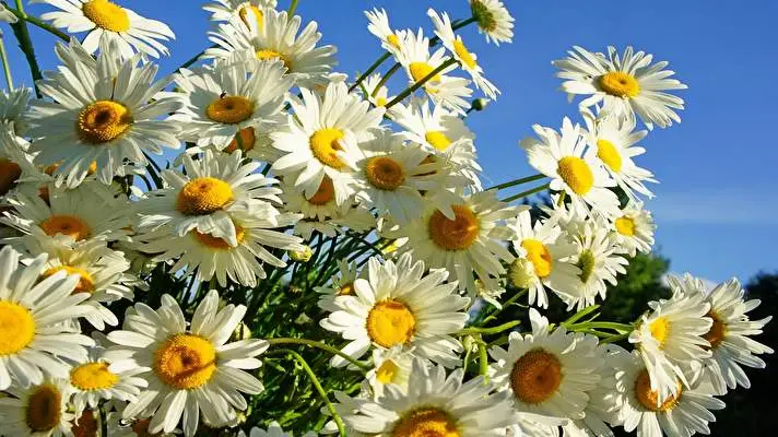 Daisy theme for Windows 11 Slideshow image 1