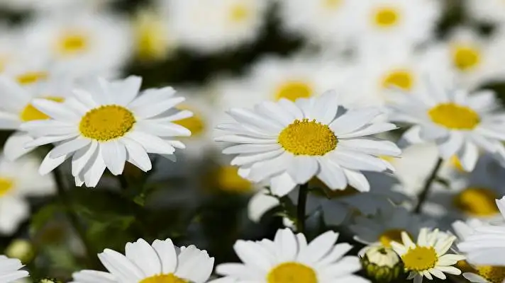 Daisy theme for Windows 11 Slideshow image 2