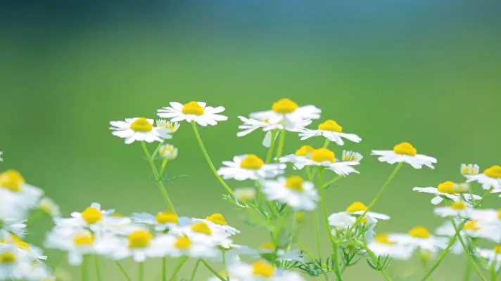 Daisy theme for Windows 11 Slideshow image 3