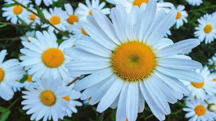 Daisy theme for Windows 11 Slideshow image 4