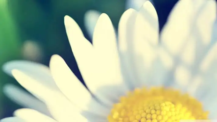 Daisy theme for Windows 11 Slideshow image 5