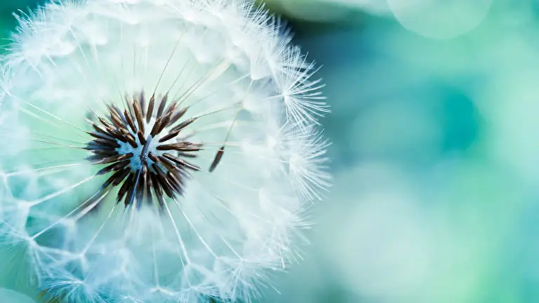 Dandelions theme for Windows 11 Slideshow image 2