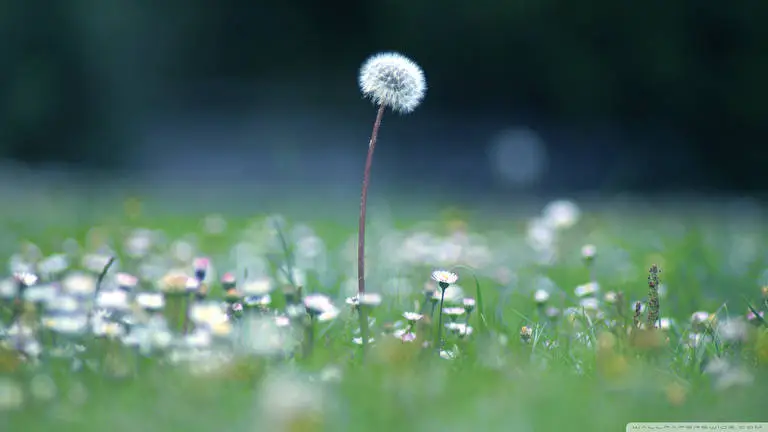 Dandelions theme for Windows 11 Slideshow image 3