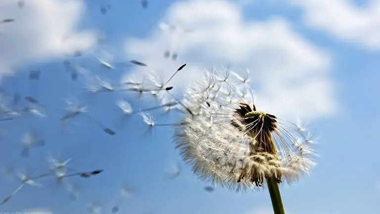 Dandelions theme for Windows 11 Slideshow image 4