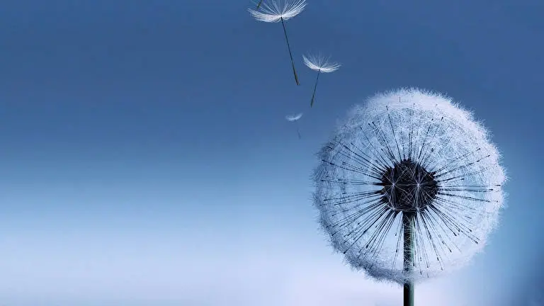 Dandelions Dark theme for Windows 11 Slideshow image 5