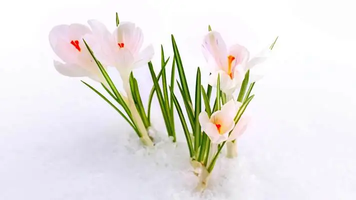 First Day Spring theme for Windows 11 Slideshow image 2