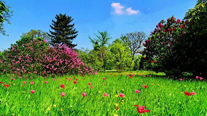 First Day Spring theme for Windows 11 Slideshow image 4