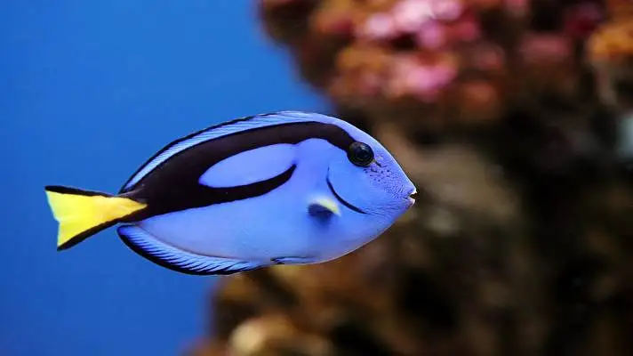 Fish theme for Windows 11 Slideshow image 4