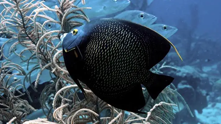 Fish Dark theme for Windows 11 Slideshow image 1