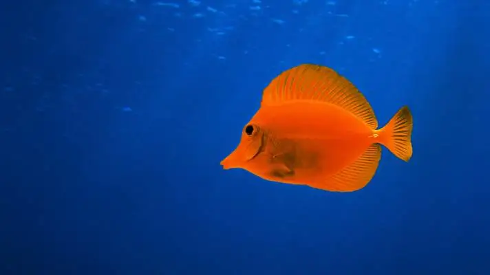 Fish Dark theme for Windows 11 Slideshow image 3